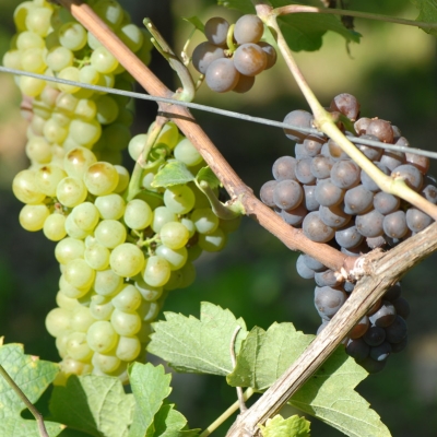 Mutation von Grauburgunder zu Weisburgunder ANT 1073